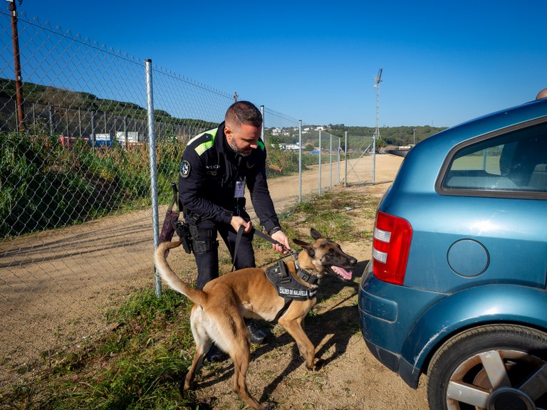 25 gossos d’Unitats Canines de Policies Locals de tota Catalunya participen a una jornada sobre cerca i detecció amb Unitats Canines a Lloret