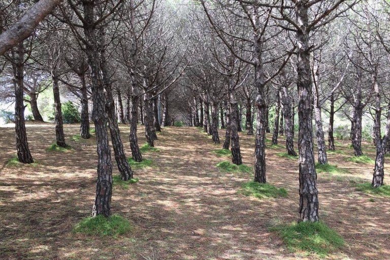 L’Ajuntament de Lloret de Mar presenta el Pla d’Ordenació Forestal Municipal 