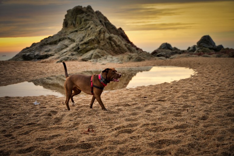 L’Ajuntament de Lloret posa en funcionament dues zones per gossos a la platja de Lloret
