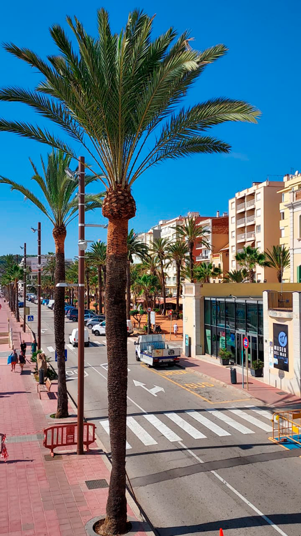 L’Ajuntament de Lloret realitza un pla preventiu de substitució de palmeres datileres a la ciutat