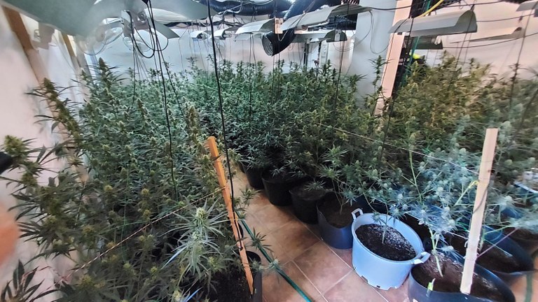 La Policia Local de Lloret desmantella una plantació de marihuana amb prop de 1.000 plantes