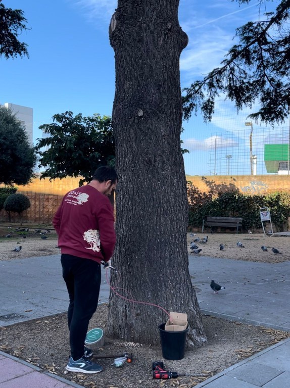 La Diputació de Girona atorga a l’Ajuntament de Lloret una subvenció de 22.874,24 euros pel control de plagues urbanes