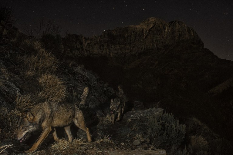 Lorenzo Shoubridge guanya el premi principal en la 24a edició de MontPhoto amb la seva obra The Herd (el ramat)