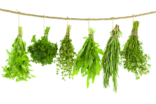 Introducció a les plantes aromàtiques i medicinals