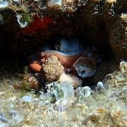 Sortida guiada d'Snorkel nocturn