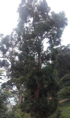 Eucaliptus del parc de les Olors 